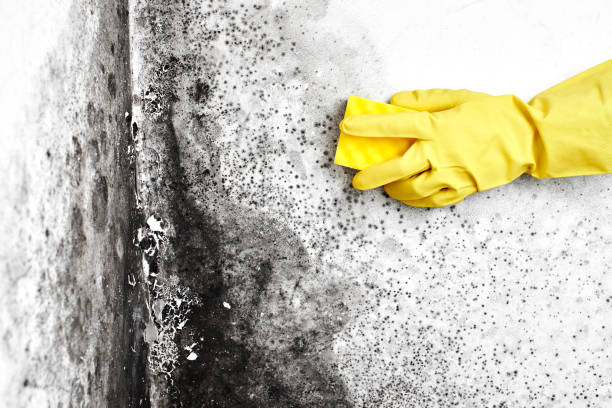 Best Water Damage & Mold Remediation  in Takoma Park, MD